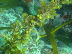 Sargassum incisifolium