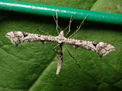 Amblyptilia punctidactyla