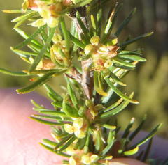 Cliffortia tuberculata