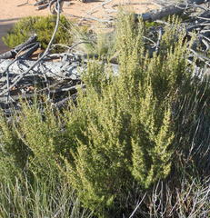 Cliffortia tuberculata