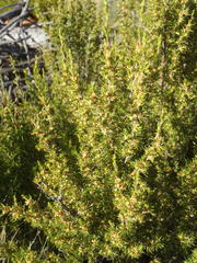 Cliffortia tuberculata