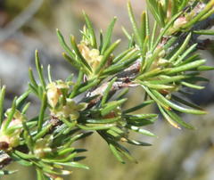 Cliffortia tuberculata