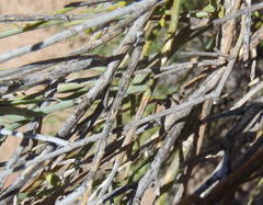 Lacomucinaea lineata