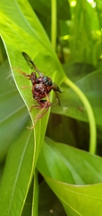 Cimbex pacificus