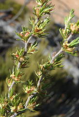 Cliffortia tuberculata