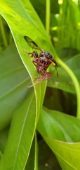 Cimbex pacificus