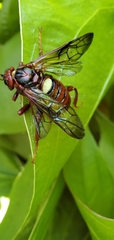 Cimbex pacificus