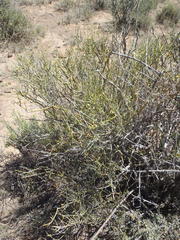 Lacomucinaea lineata