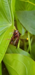 Cimbex pacificus