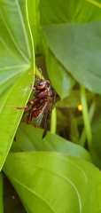 Cimbex pacificus