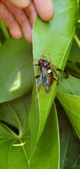 Cimbex pacificus