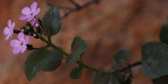 Teedia pubescens
