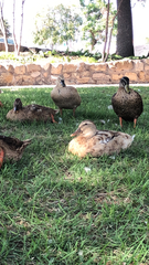 Anas platyrhynchos domesticus