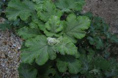 Pelargonium panduriforme