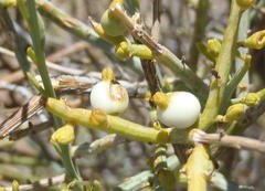 Lacomucinaea lineata