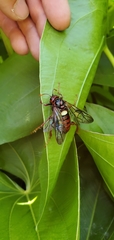 Cimbex pacificus