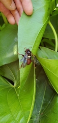 Cimbex pacificus