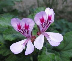 Pelargonium panduriforme