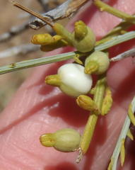 Lacomucinaea lineata