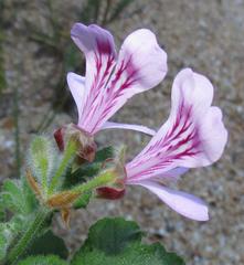 Pelargonium panduriforme