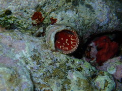 Thylacodes arenarius