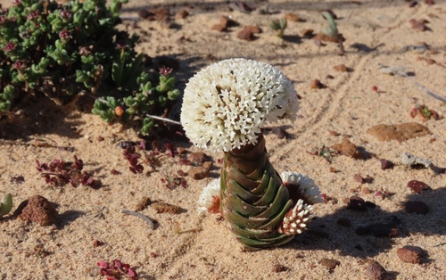 Sandy Stonecrop