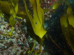 Laminaria pallida
