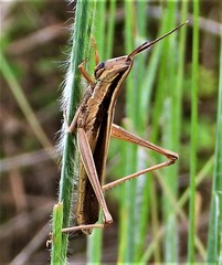 Mermiria intertexta