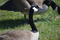 Branta canadensis