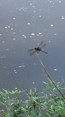 Pachydiplax longipennis