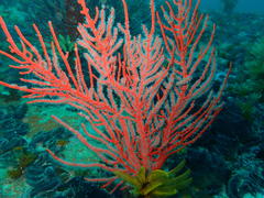 Leptogorgia palma