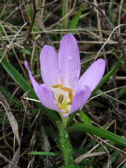Colchicum bulbocodium