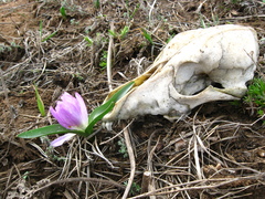 Colchicum bulbocodium