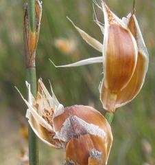 Willdenowia arescens