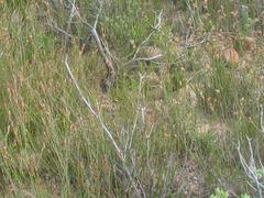 Willdenowia arescens