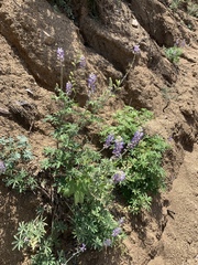Lupinus argenteus palmeri