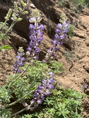 Lupinus argenteus palmeri