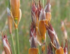 Willdenowia arescens