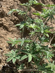 Lupinus argenteus palmeri