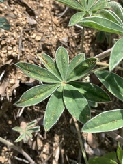 Lupinus argenteus palmeri