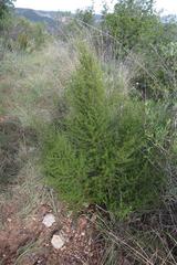 Cliffortia ramosissima