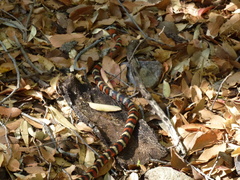 Lampropeltis knoblochi
