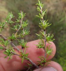 Cliffortia ramosissima