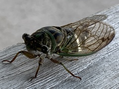 Neotibicen latifasciatus