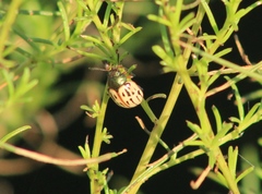 Leptinotarsa lineolata