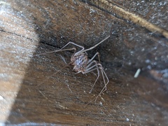 Scytodes univittata