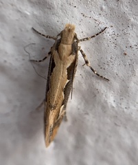Ornativalva erubescens