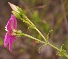Chironia melampyrifolia