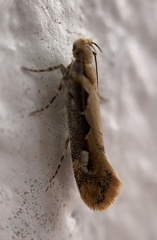 Ornativalva erubescens