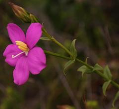 Chironia melampyrifolia